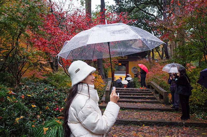 Visitors prepare for rain while enjoying autumn maples at Yongfu Temple in Hangzhou.