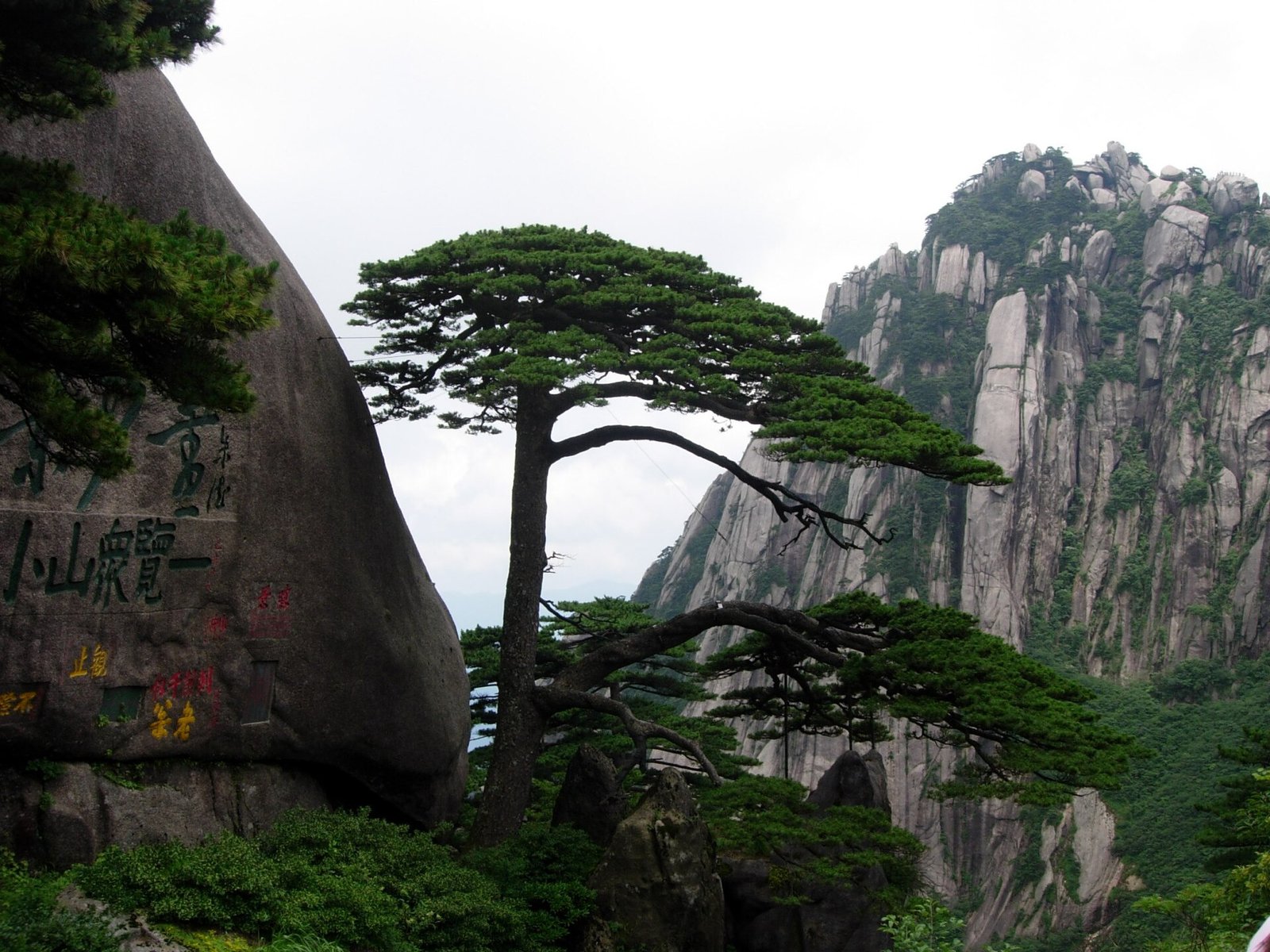 Huangshan Yingkesong.