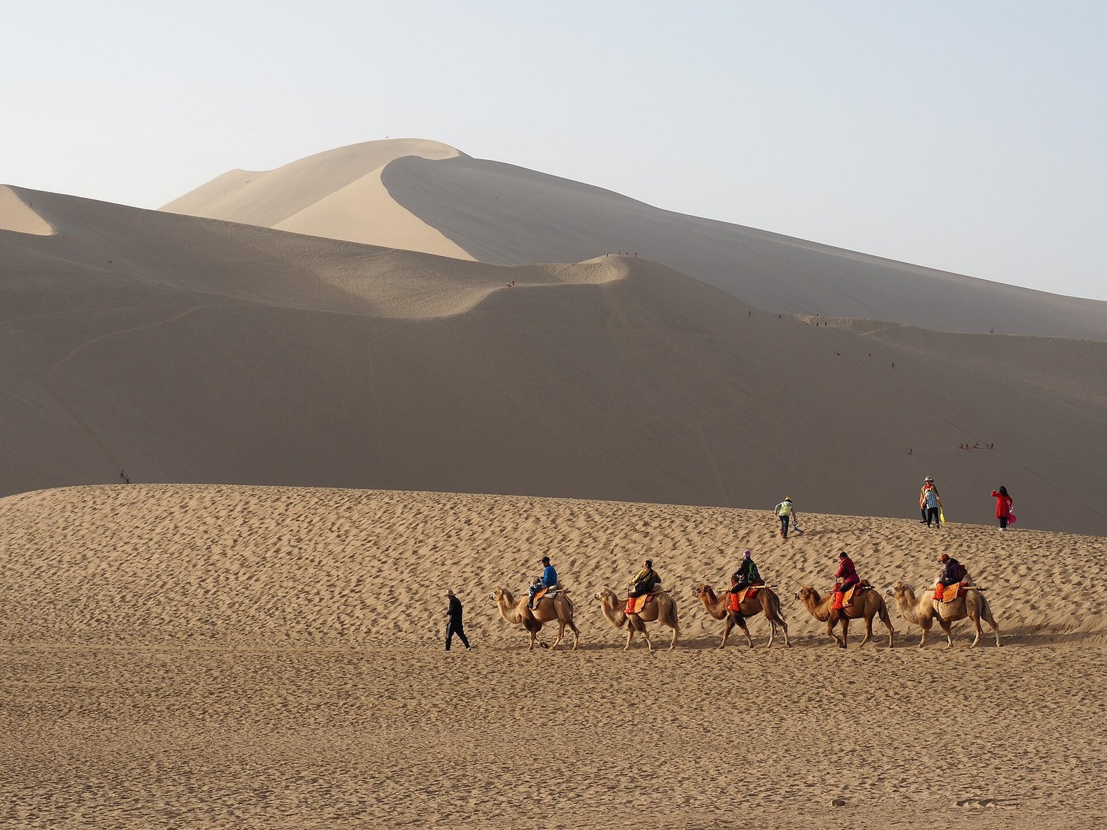 Dunhuang camels desert.