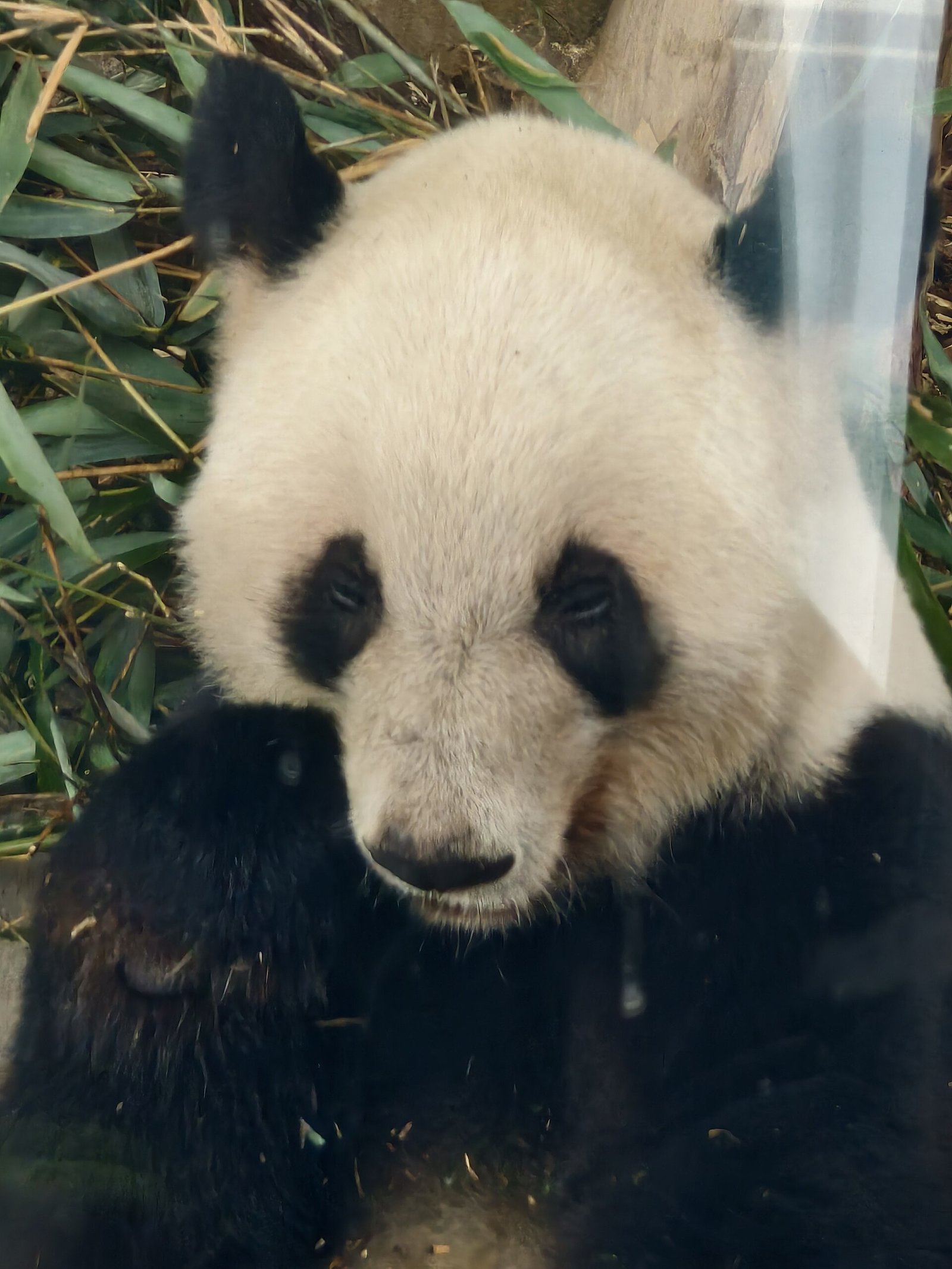 A giant panda eating bamboo at Chengdu’s panda research base.